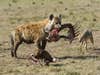 a spotted hyena with skeleton in its mouth