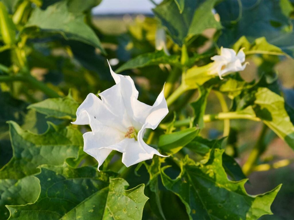 A white jimson flower bloom