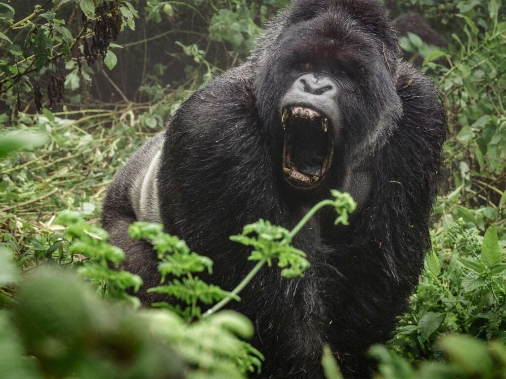 angry gorilla roaring in the forest