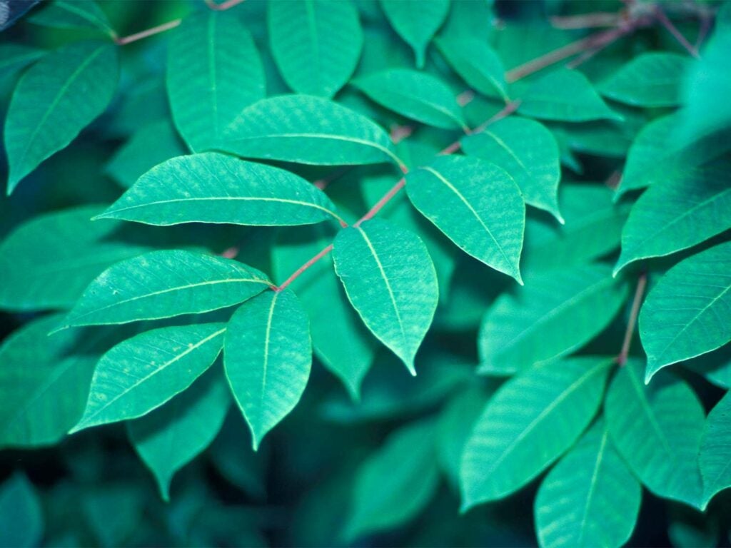 Leaves of a poison sumac plant