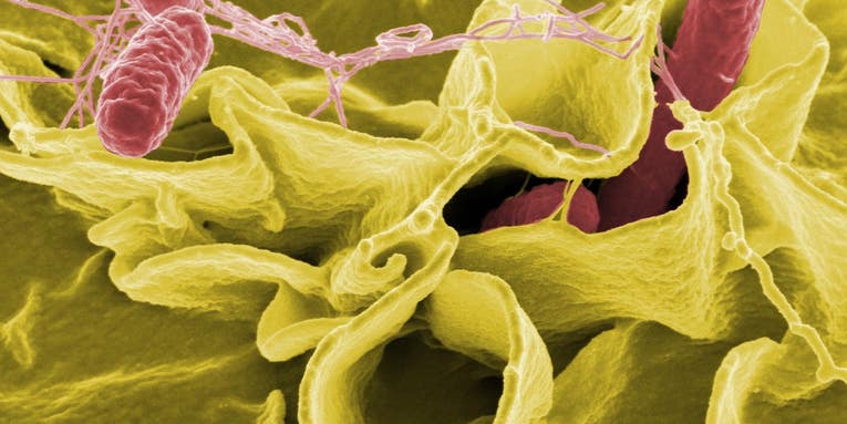 This new Salmonella ‘superbug’ is probably no scarier than the flu