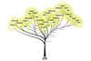 Evolutionary tree of life