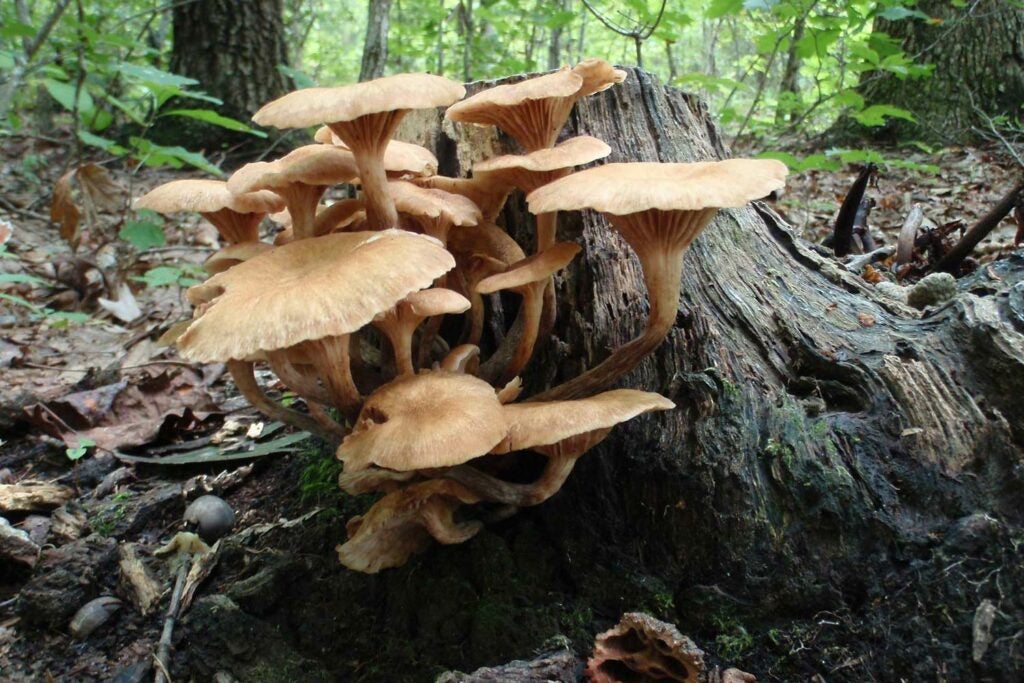 Wild fungi growing on a tree stump
