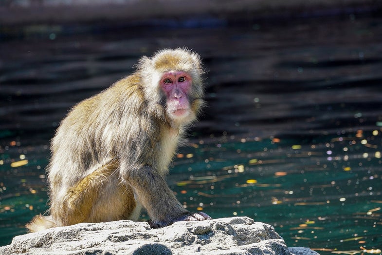 monkey by the water