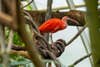 orange tropical bird
