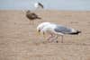 two seagulls fight for food on sandy beach