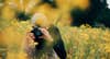 man taking photographs in a yellow flower meadow