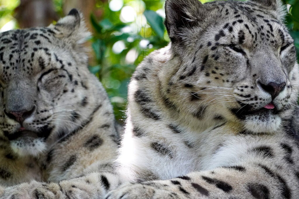 two white leopards