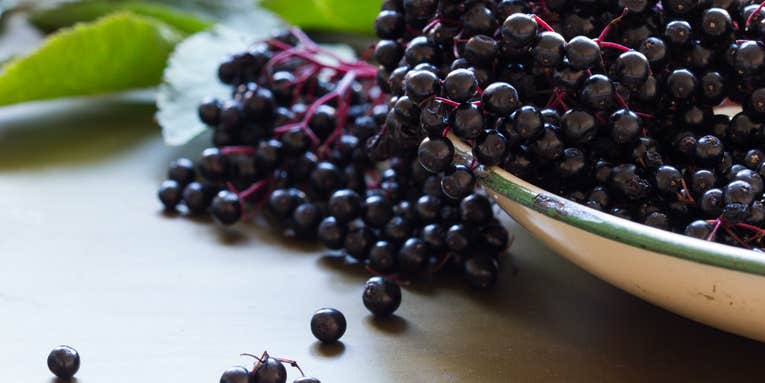 Eight tasty berries you can find in the wild