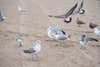seagulls on sandy beach