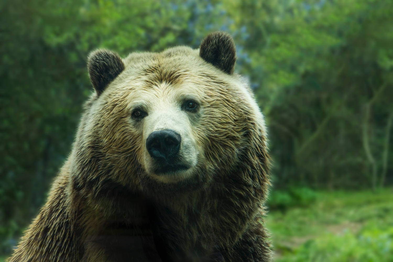 Sprog bemærkede ikke parkere How to survive a grizzly encounter | Popular Science