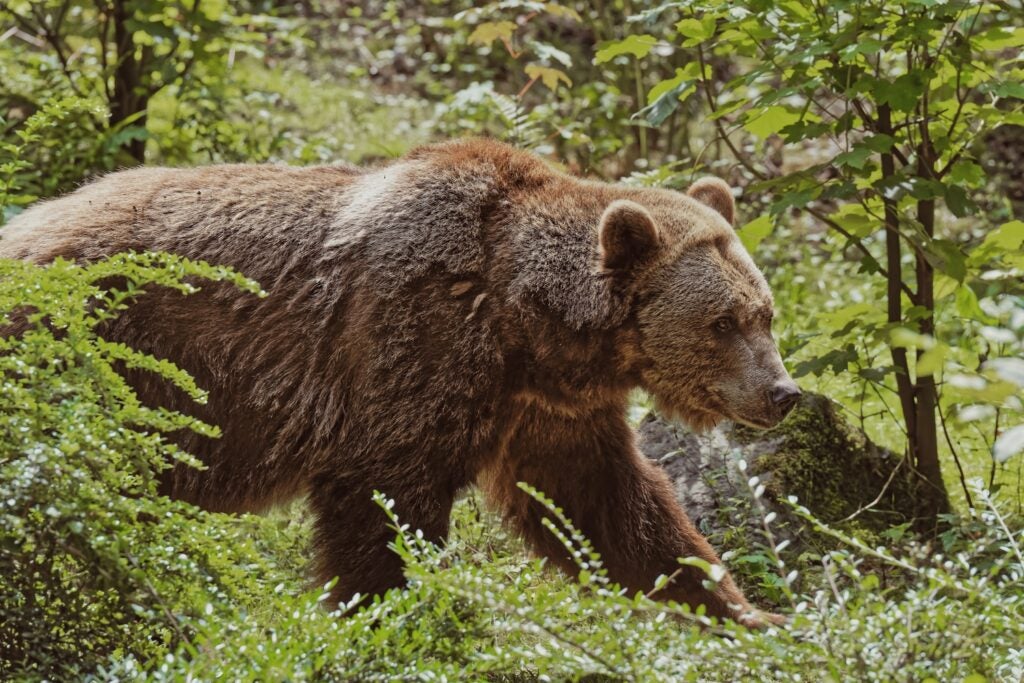 grizzly bear walking in the woods