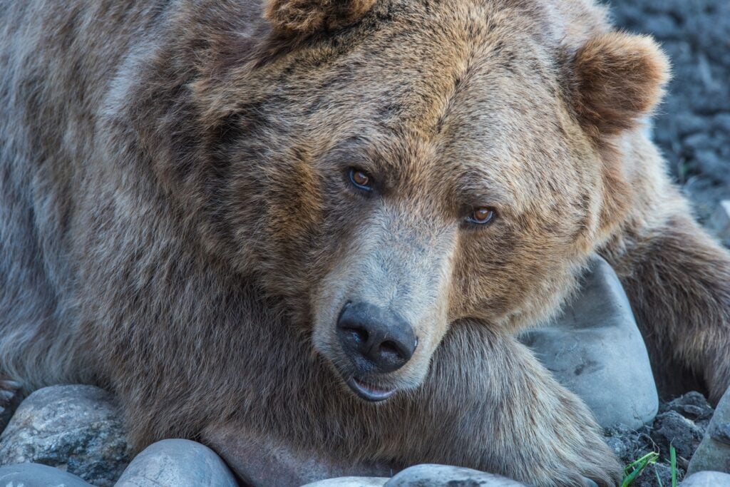 close up of grizzly bear resting on rock