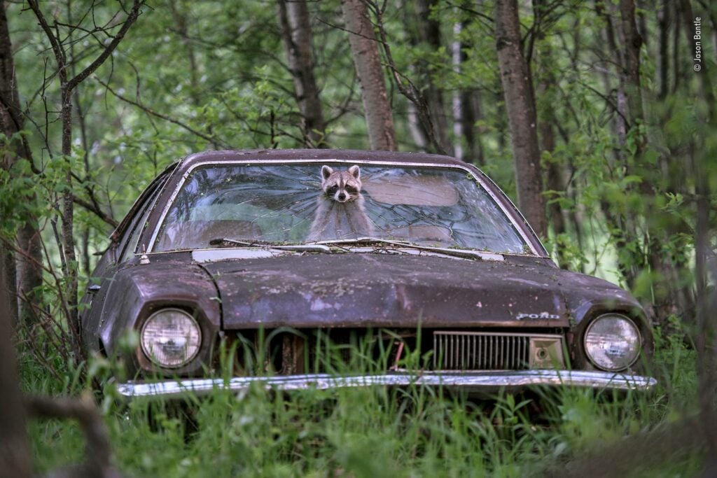 A female raccoon poking her head out of the windshield of an abandoned car