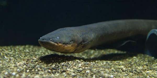 Turns out there’s a shocking number of electric eels, and some could give off 1,000 volts