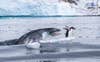 Leopard seal chasing a gentoo penguin across ice