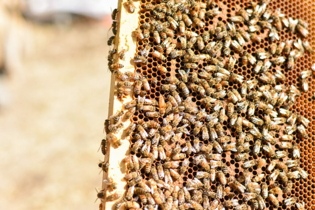 honey bees hive
