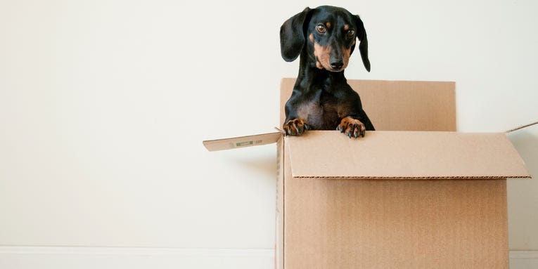 Where to find cardboard boxes when you’re moving