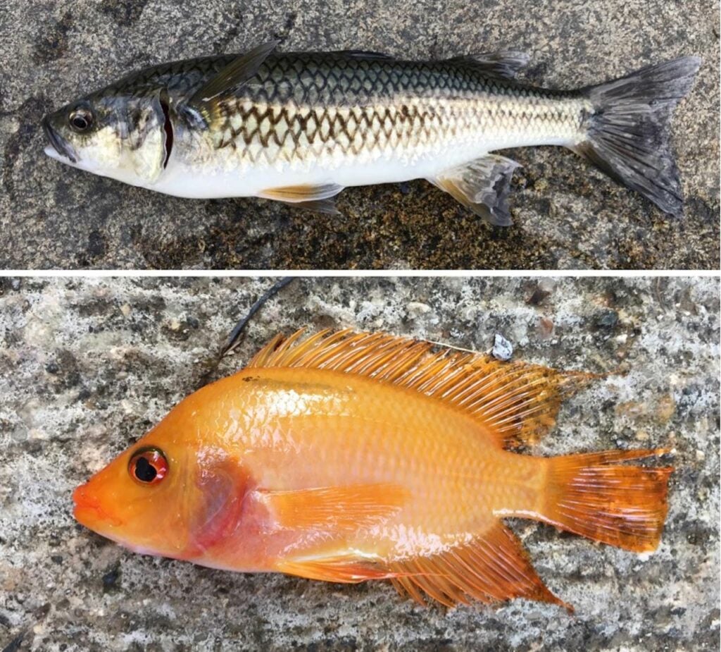A Caribbean mountain mullet and red devil chichlid fish laying on granite surface