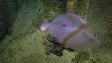 Magnificent ocean ghost stuns scientists