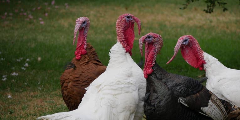 Why turkeys circle dead things—the creepy vigil, explained