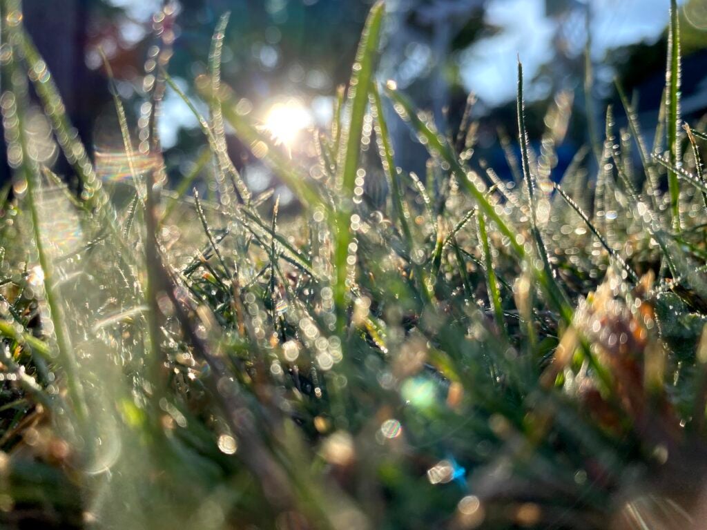 A lens flare on dewy grass taken by iPhone 11 Pro camera