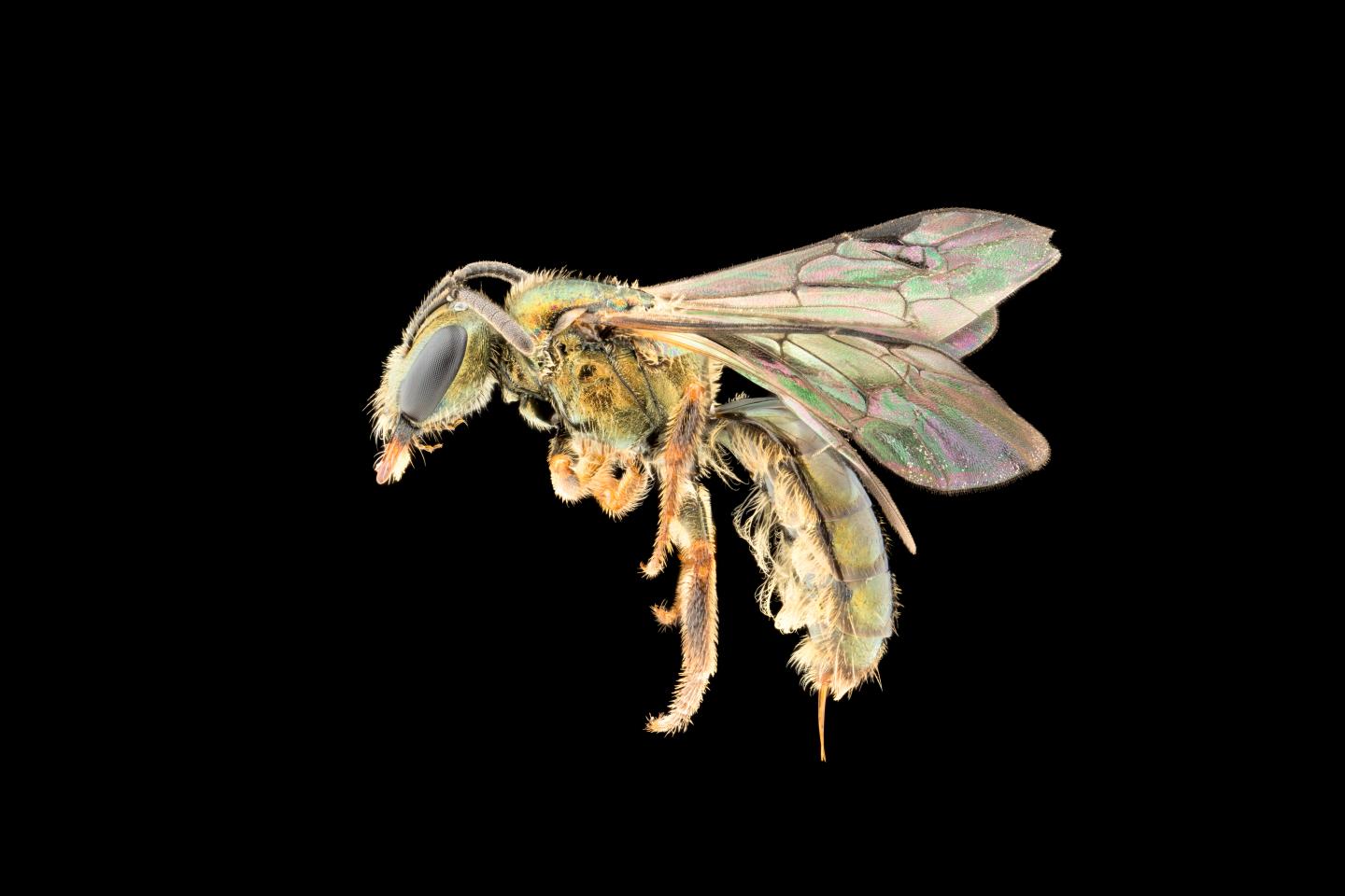These newly discovered iridescent bees are already at risk of extinction