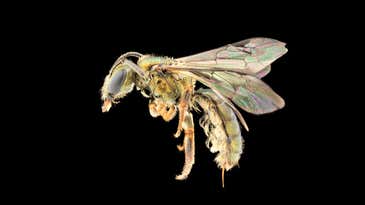 These newly discovered iridescent bees are already at risk of extinction