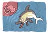Dolphin illustration