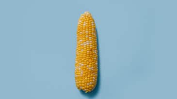 The bizarre botany that makes corn a fruit, a grain, and also (kind of) a vegetable