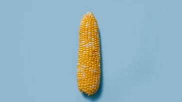 corn cob blue background