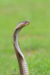a brown cobra raised upright as it looks at something