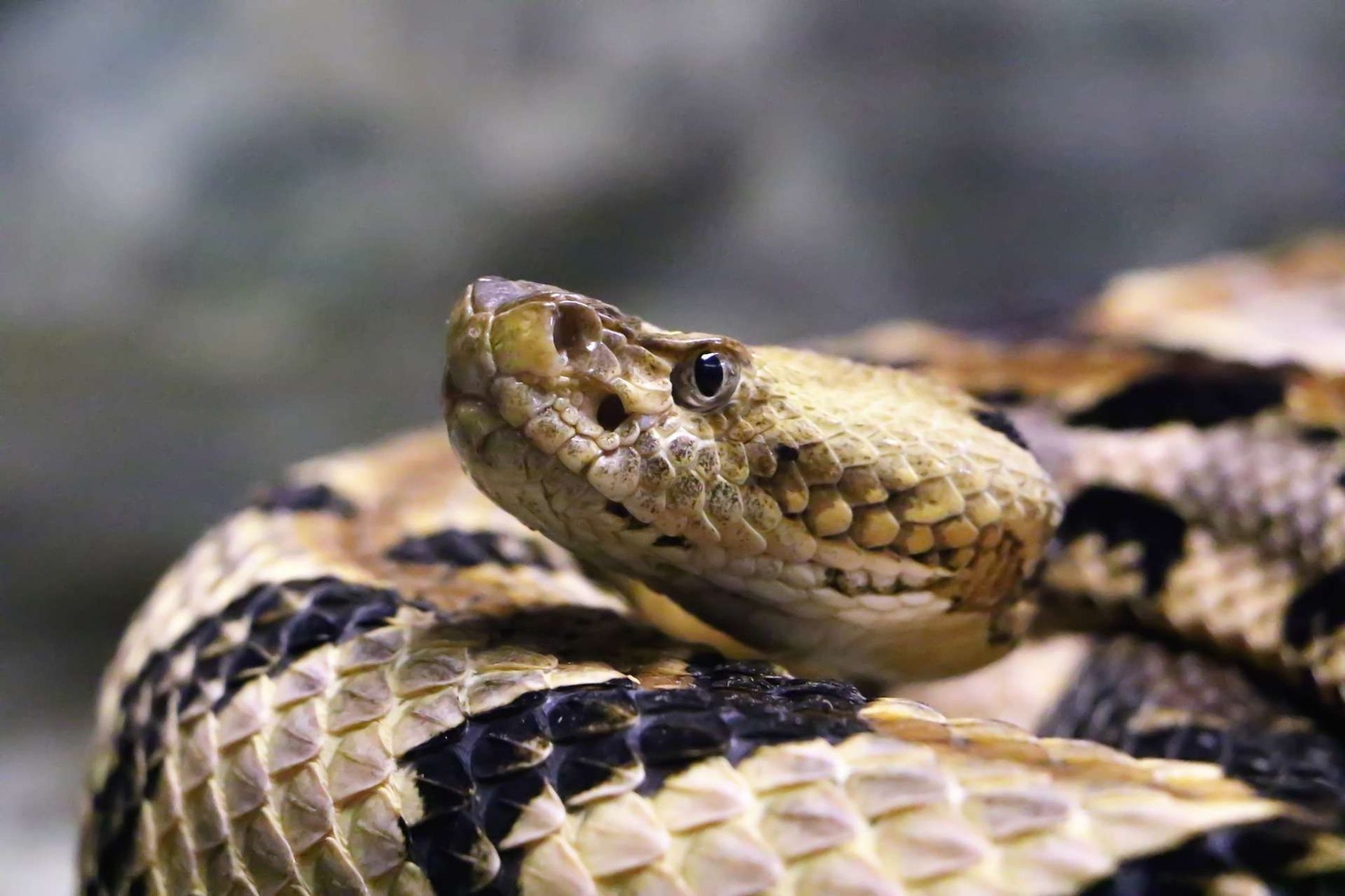 Can A Dead Snake Still Bite Me? Science Explains! 