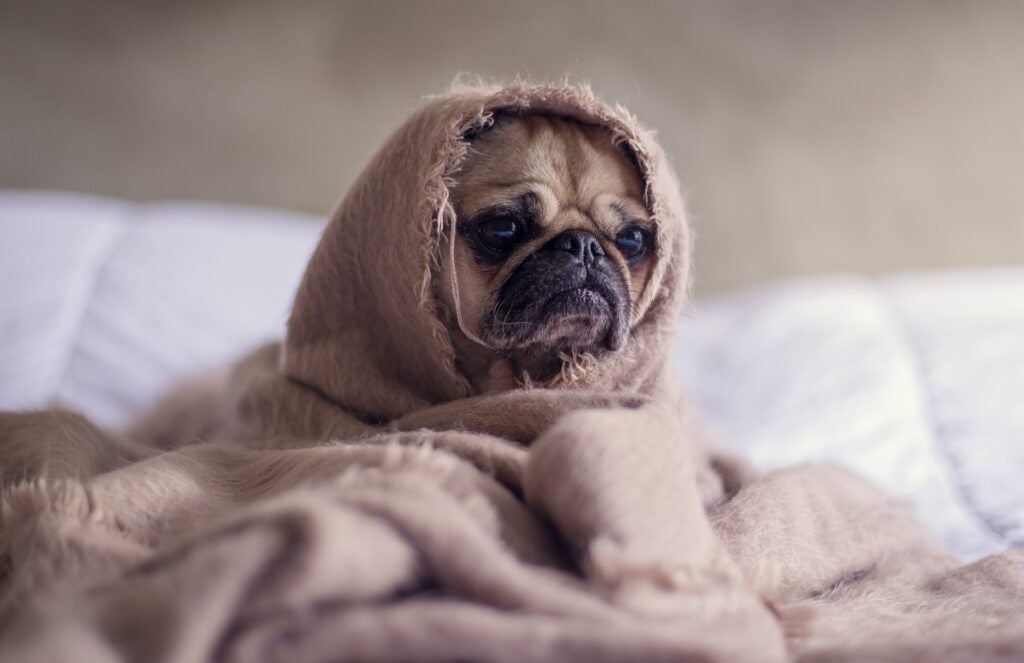pug puppy covered in a blanket on a bed