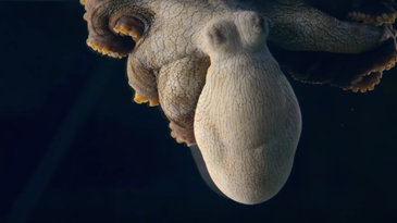 This sleeping octopus twitches in technicolor—but is she dreaming?