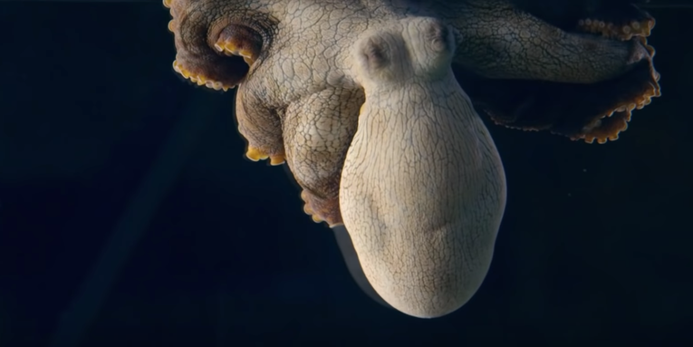 This sleeping octopus twitches in technicolor—but is she dreaming?