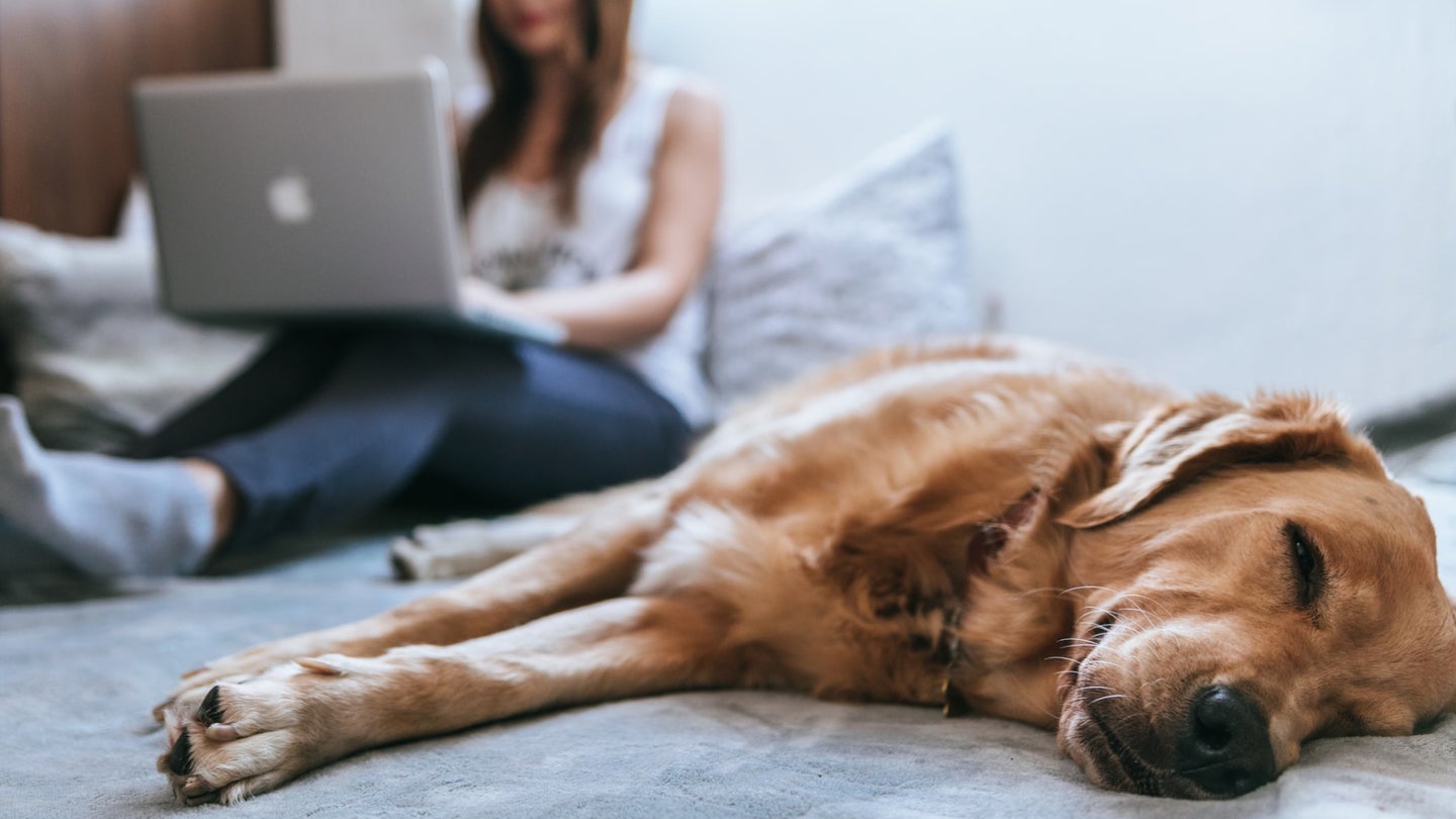 A woman using an Apple laptop on a white bed while a golden retriever dog sleeps in the foreground.