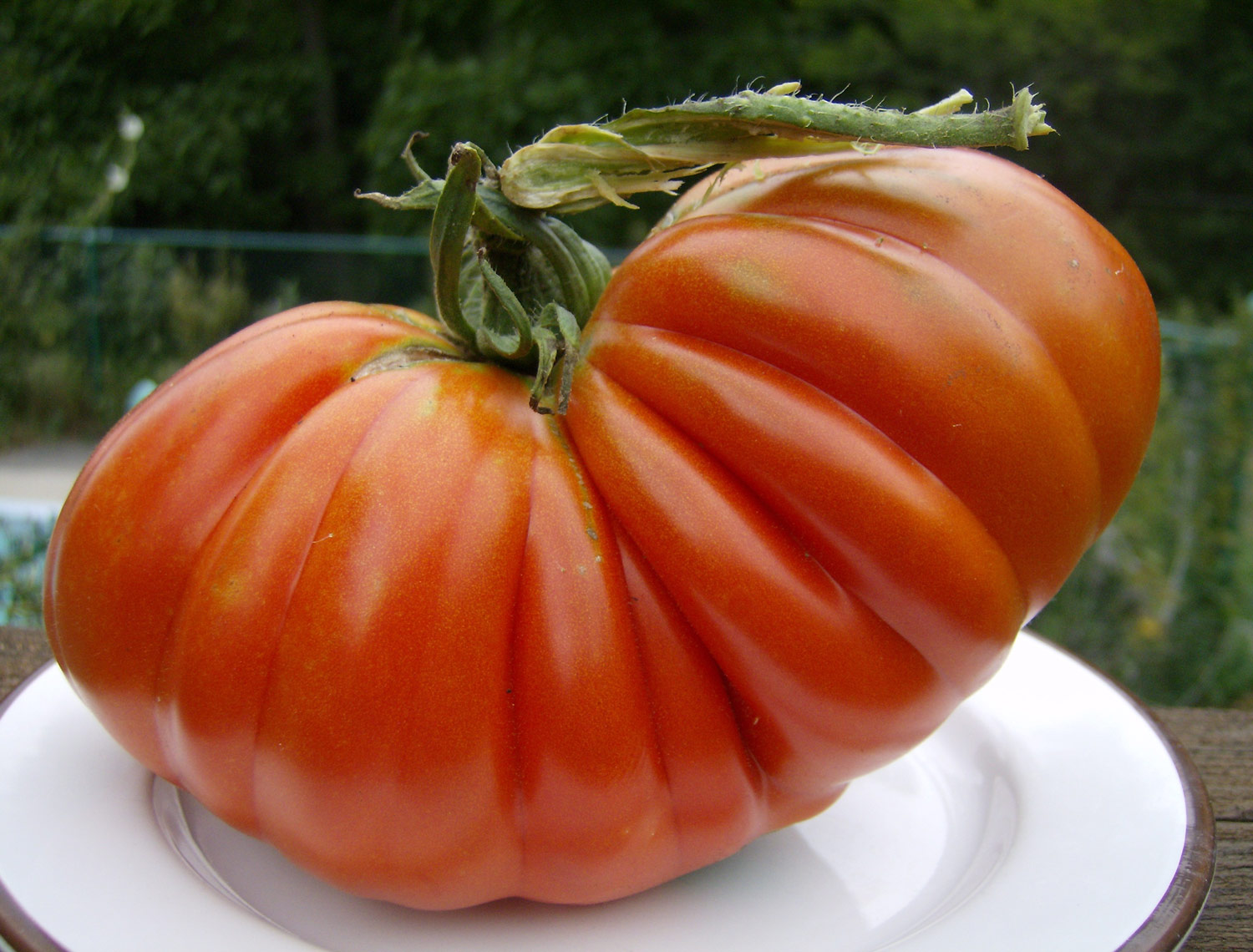 Want to grow a record-breaking tomato? Crush the competition with these six juicy tips.