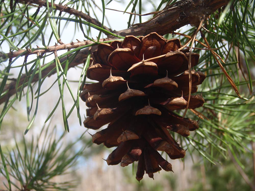 Pinecone on a pine tree