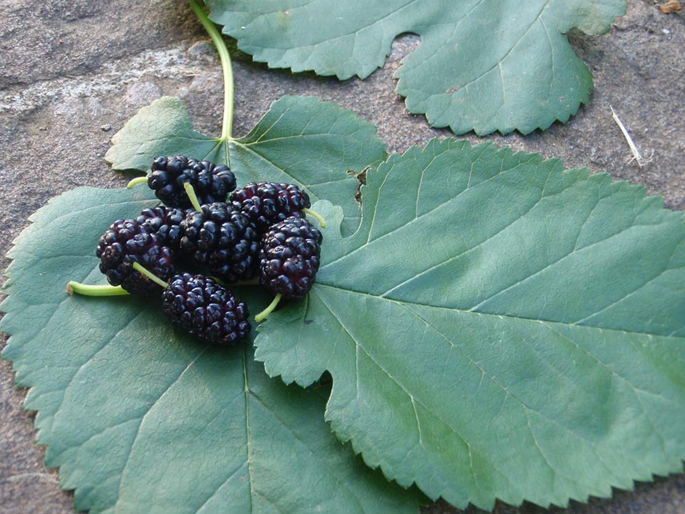 A stack of mulberries