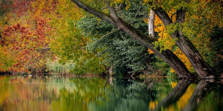 15 trees everyone who loves the outdoors should learn to identify