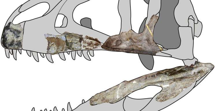 This 25-foot-long dino discovery suggests raptors roamed farther than we realized