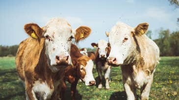 Four ways to make beef more sustainable