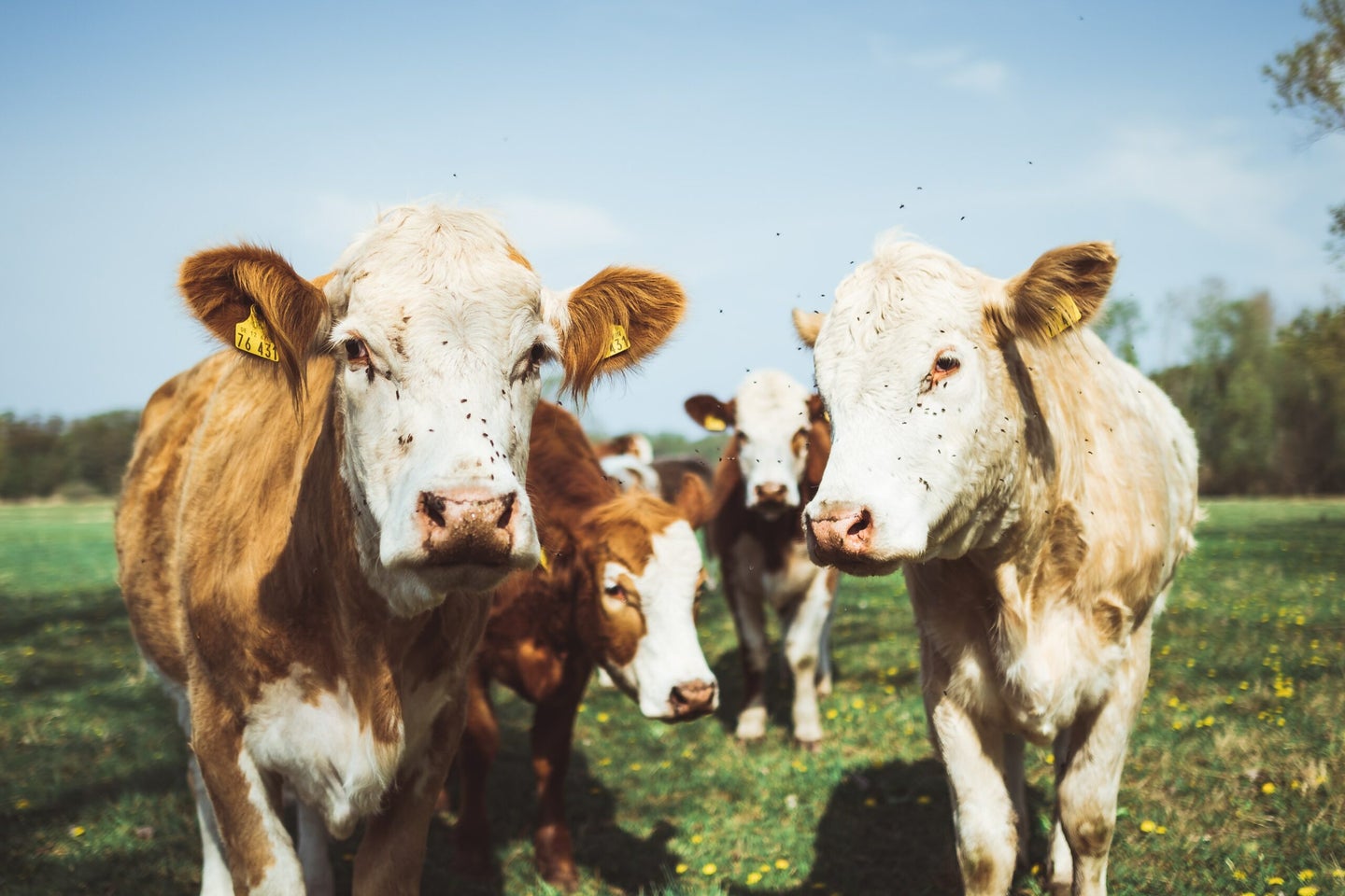Four ways to make beef more sustainable