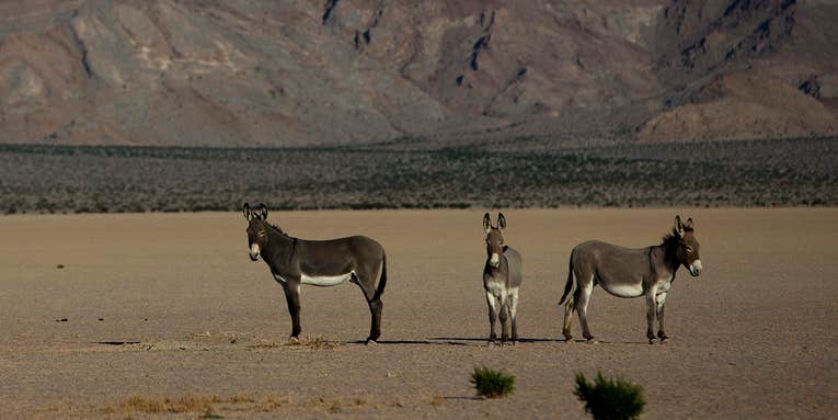 Does Death Valley have a wild ass problem?