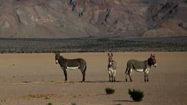 Wild burros on a dry lake bed