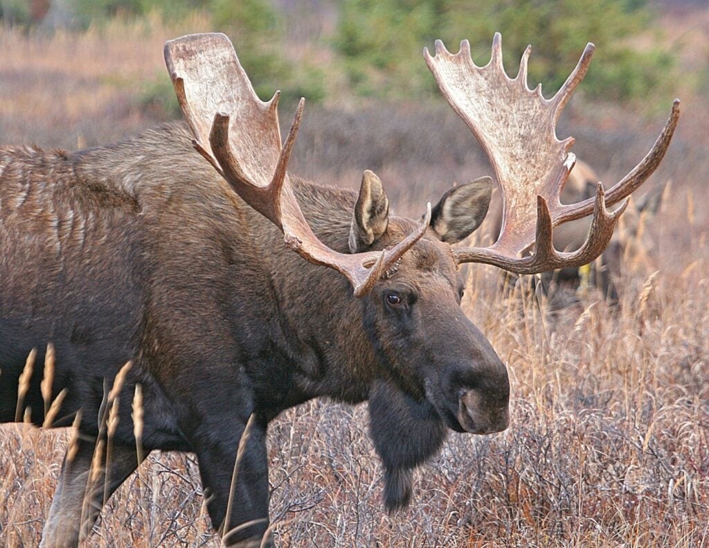 moose with big antlers