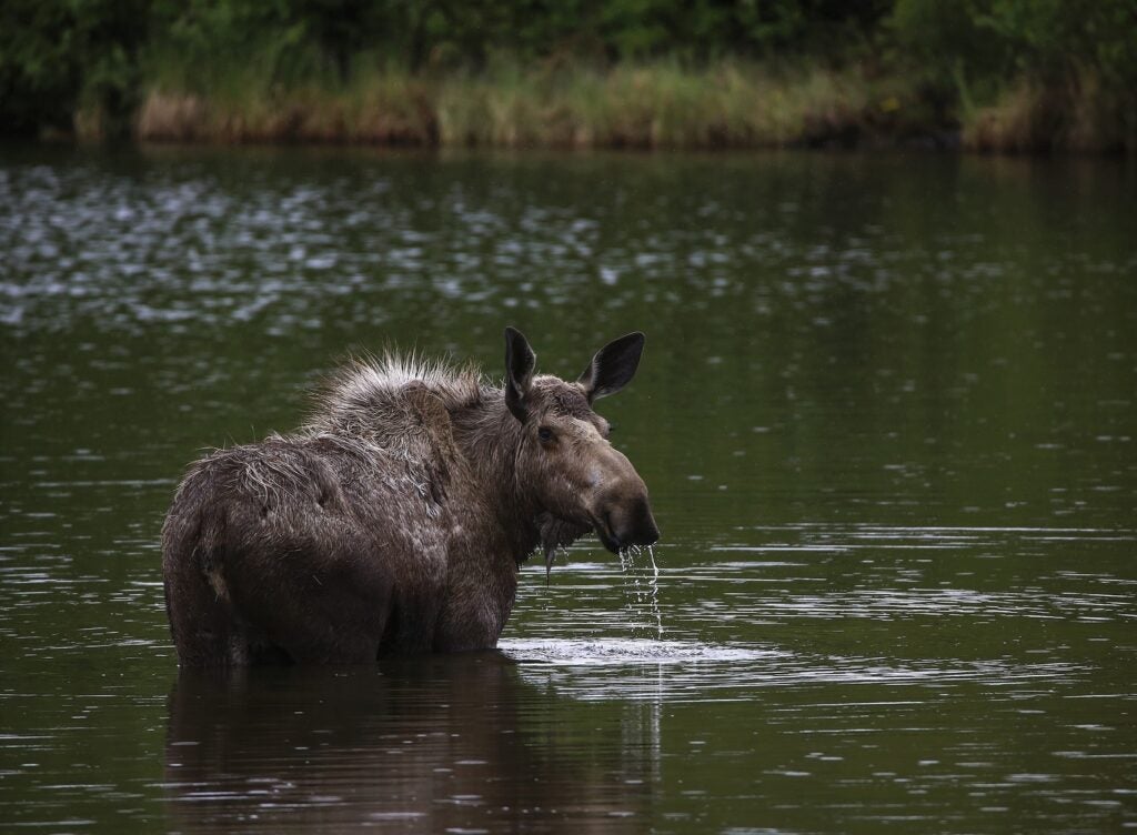 female moose in the water