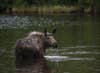 female moose in the water
