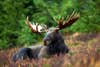 moose laying in a meadow